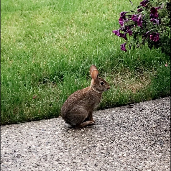 Meet your Posher, Alyssa - Picture 1 of 1